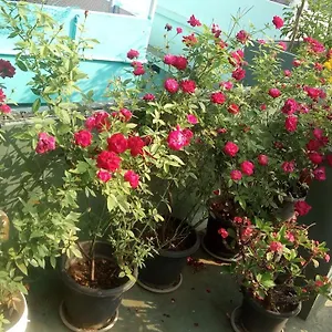 Heavenly Homestay Kochi
